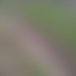 自然農田んぼ畦塗り②