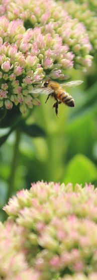 Worker Bee collecting pollen