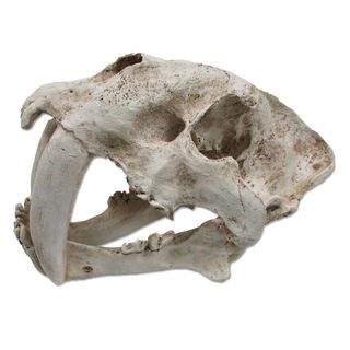 Sabre Tooth Skull - URS - WP