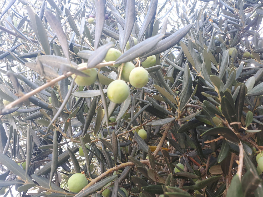 Olive tree, fruit and oil (Olea europaea L.)