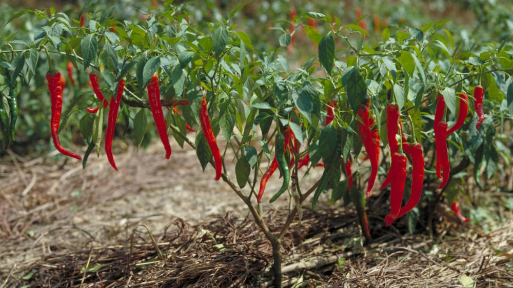 A Brief Introduction to Chili Pepper (Capsicum annuum L.) and Capsaicin