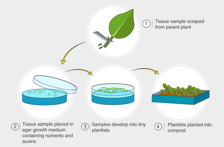 Basics Of Plant Tissue Culture