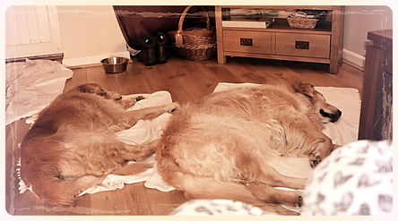 Sleeping Golden Retrievers