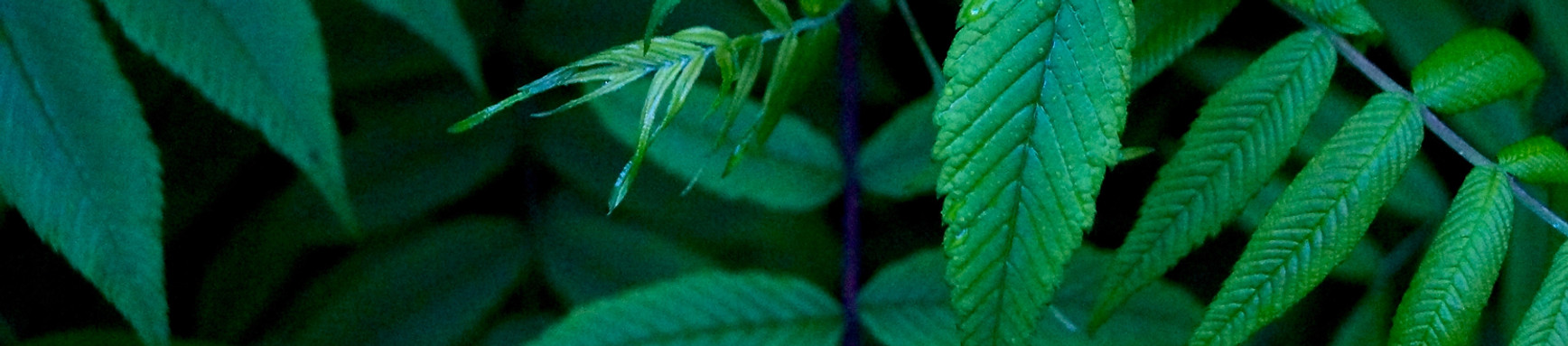 Folhas verdes