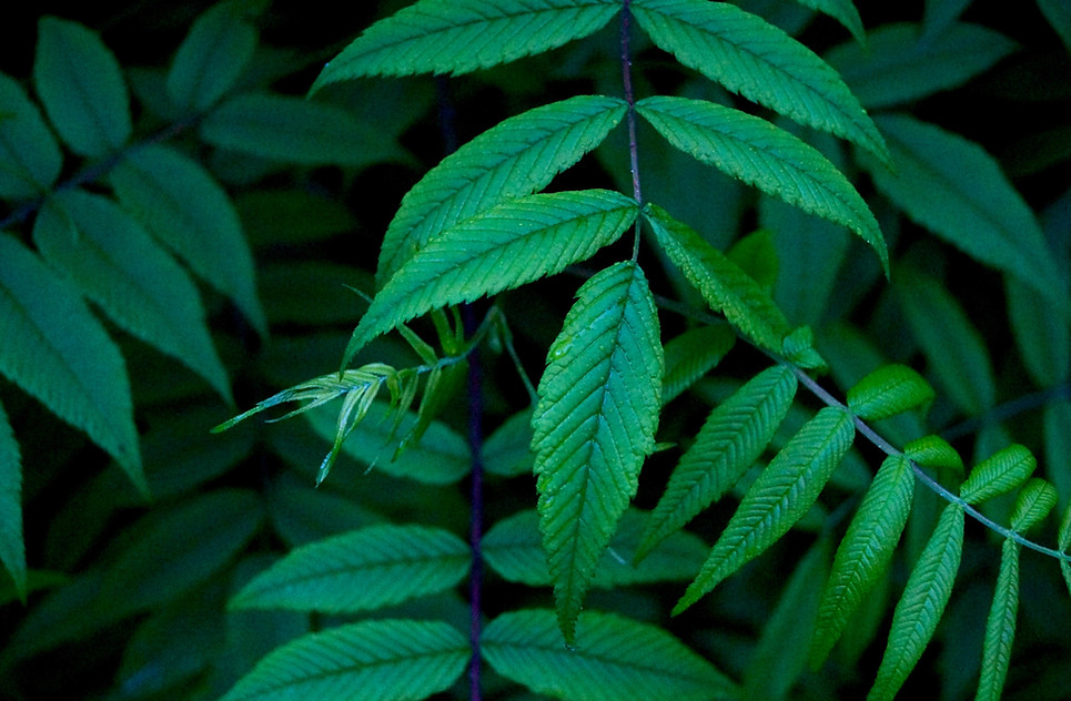 Green Leaves