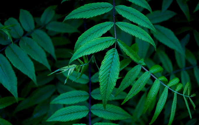 Green Leaves