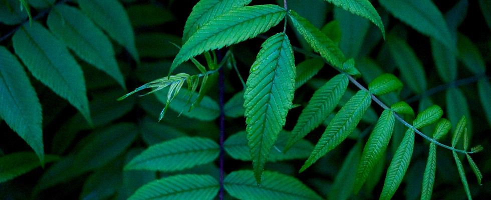Green Leaves