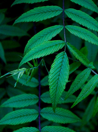 Green Leaves