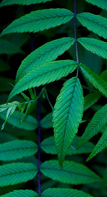 Green Leaves