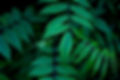 Green Leaves