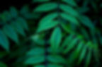 Green Leaves