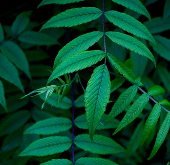 Hojas verdes