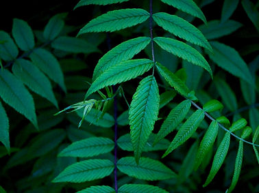 Green Leaves