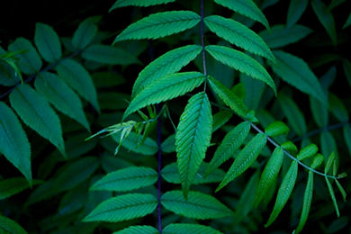 Green Leaves