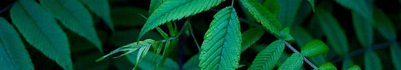 Feuilles vertes