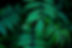 Green Leaves