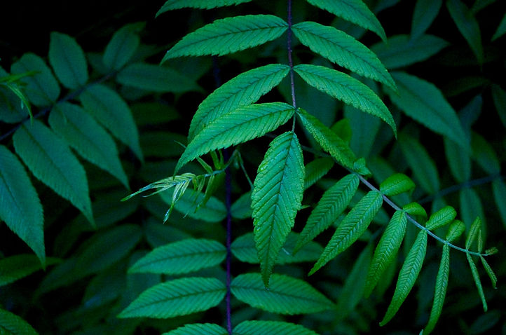 Green Leaves