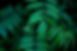 Green Leaves
