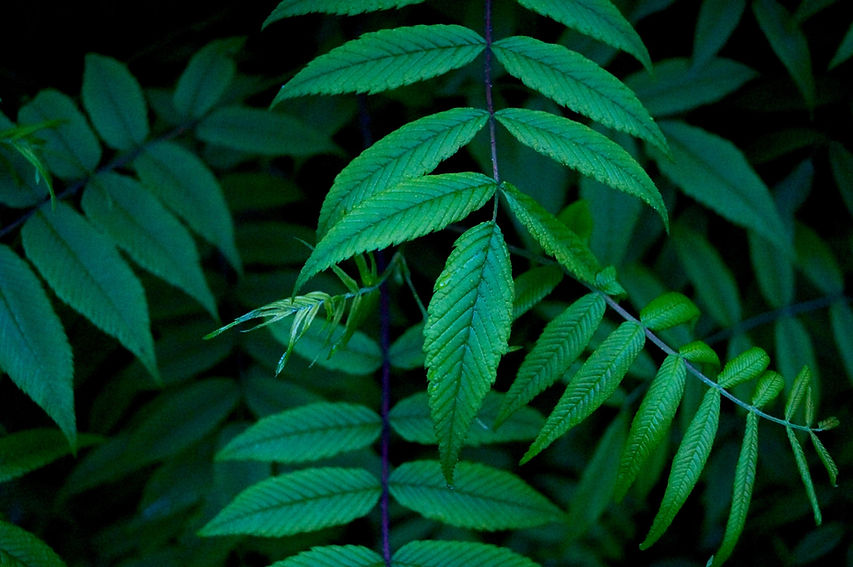 Green Leaf Pattern