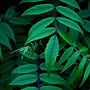 Green Leaves