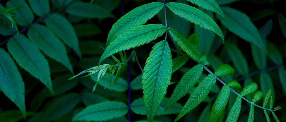Green Leaves
