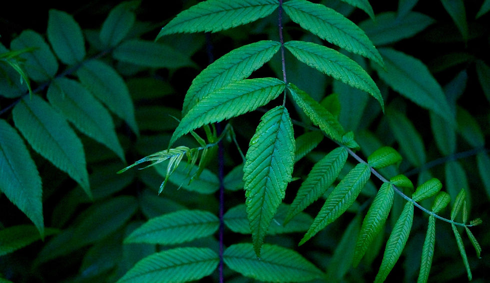 Green Leaves