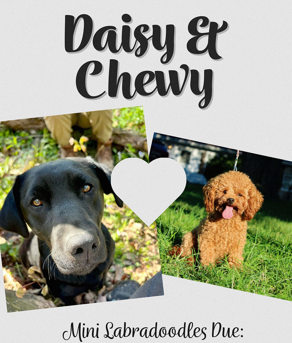 Daisy&Chewy-2025_edited.jpg