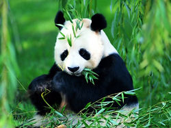 panda-comiendo