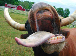 vaca