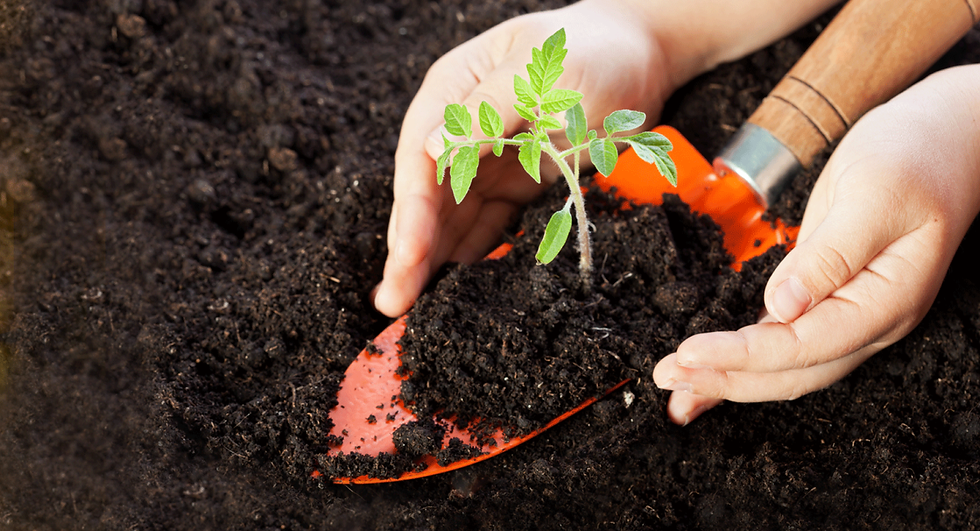 reforestacion 2