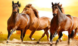 animales 5
