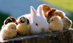 animales