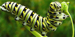 oruga-de-mariposa