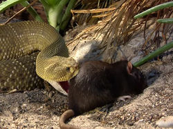 SERPIENTE