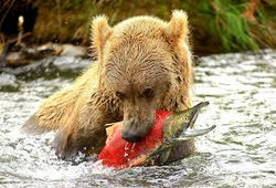 OSO