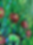 Thumbnail: Fleur-escent Green