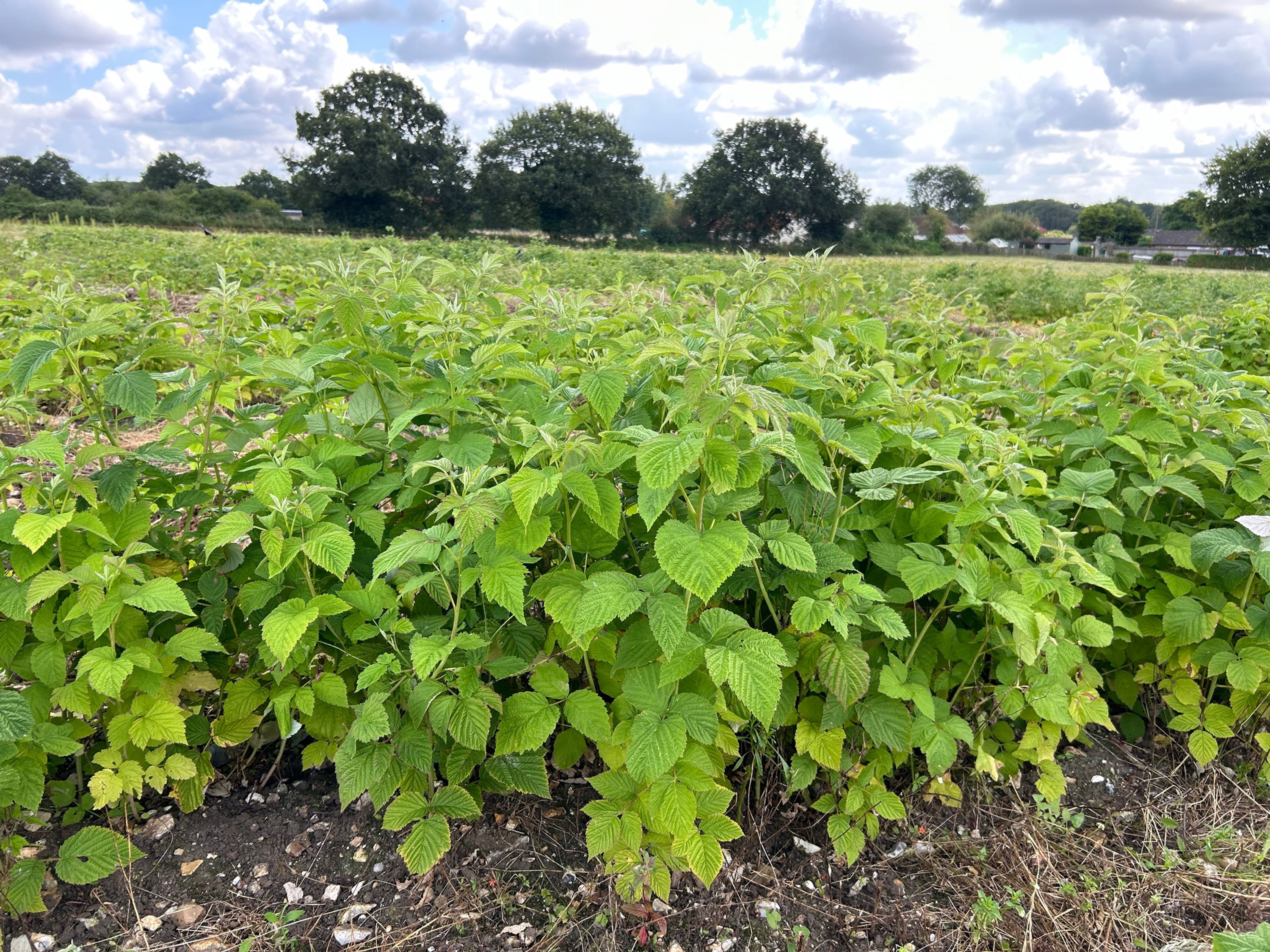 Glen Prozen raspberry canes
