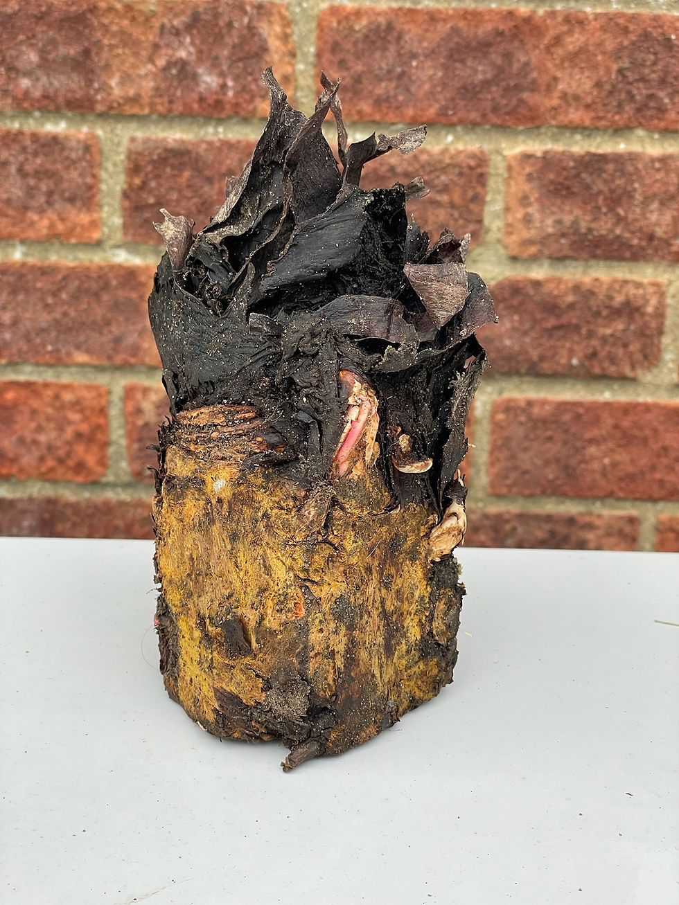 Timperley early rhubarb crown with back ground