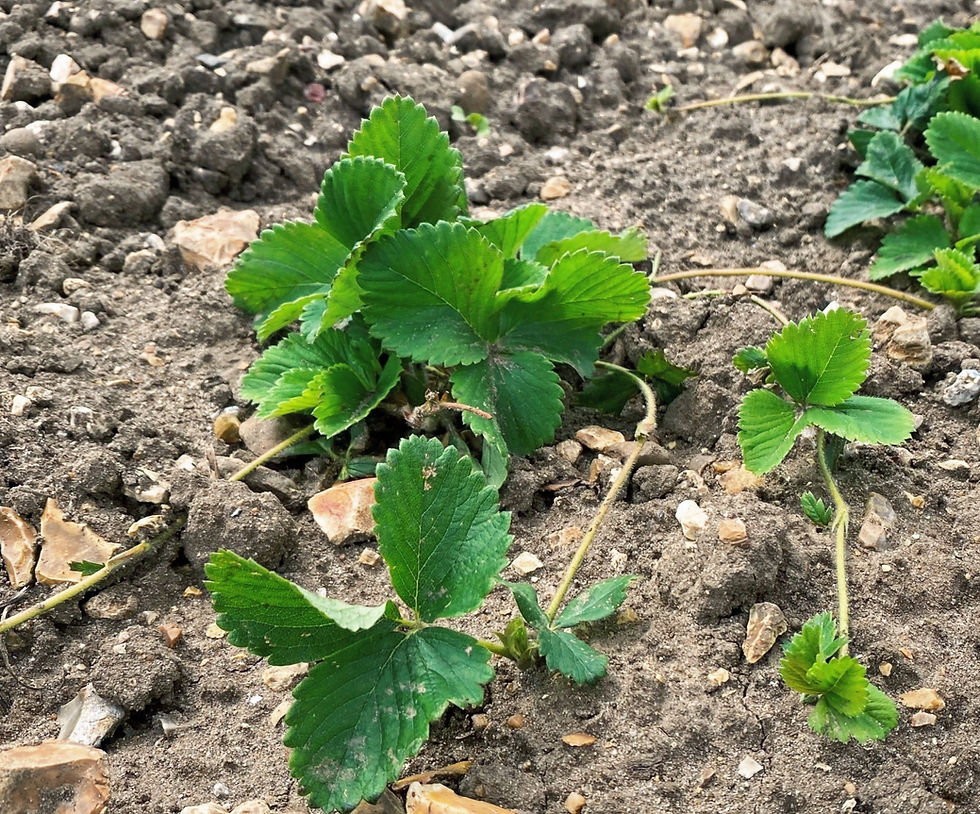 Thumbnail: Sophie Strawberry Plant