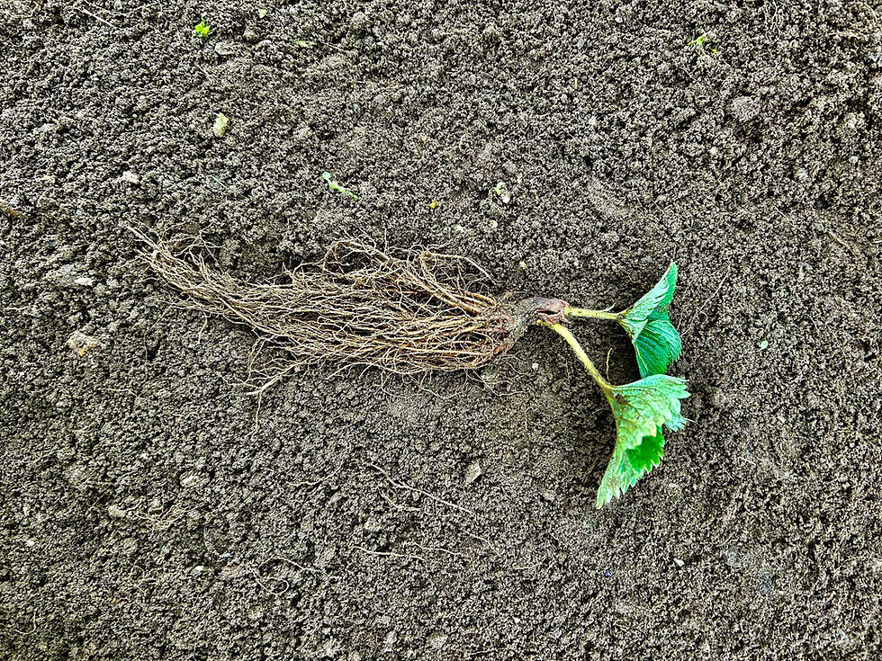 Thumbnail: Single elsanta strawberry plant runner laid on field