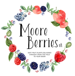 Moore berries UK Soft fruit plants