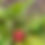 Thumbnail: Strawberry | Sophie Strawberry Plants