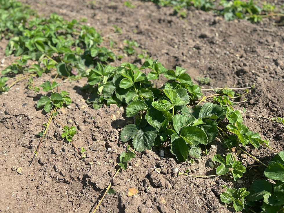 Thumbnail: Cambridge Favourite Strawberries