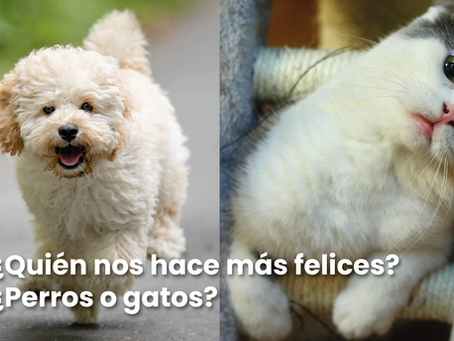 ¿Quién nos hace más felices? ¿Perros o gatos?