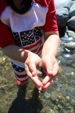 tadpoles got picked up by child in USA attire.