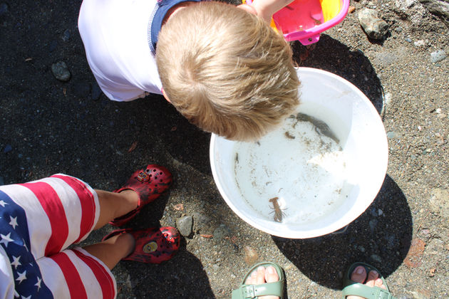 the kids caught crawdads, fish, frogs, and bugs in a bucket at the water in Downieville, ca