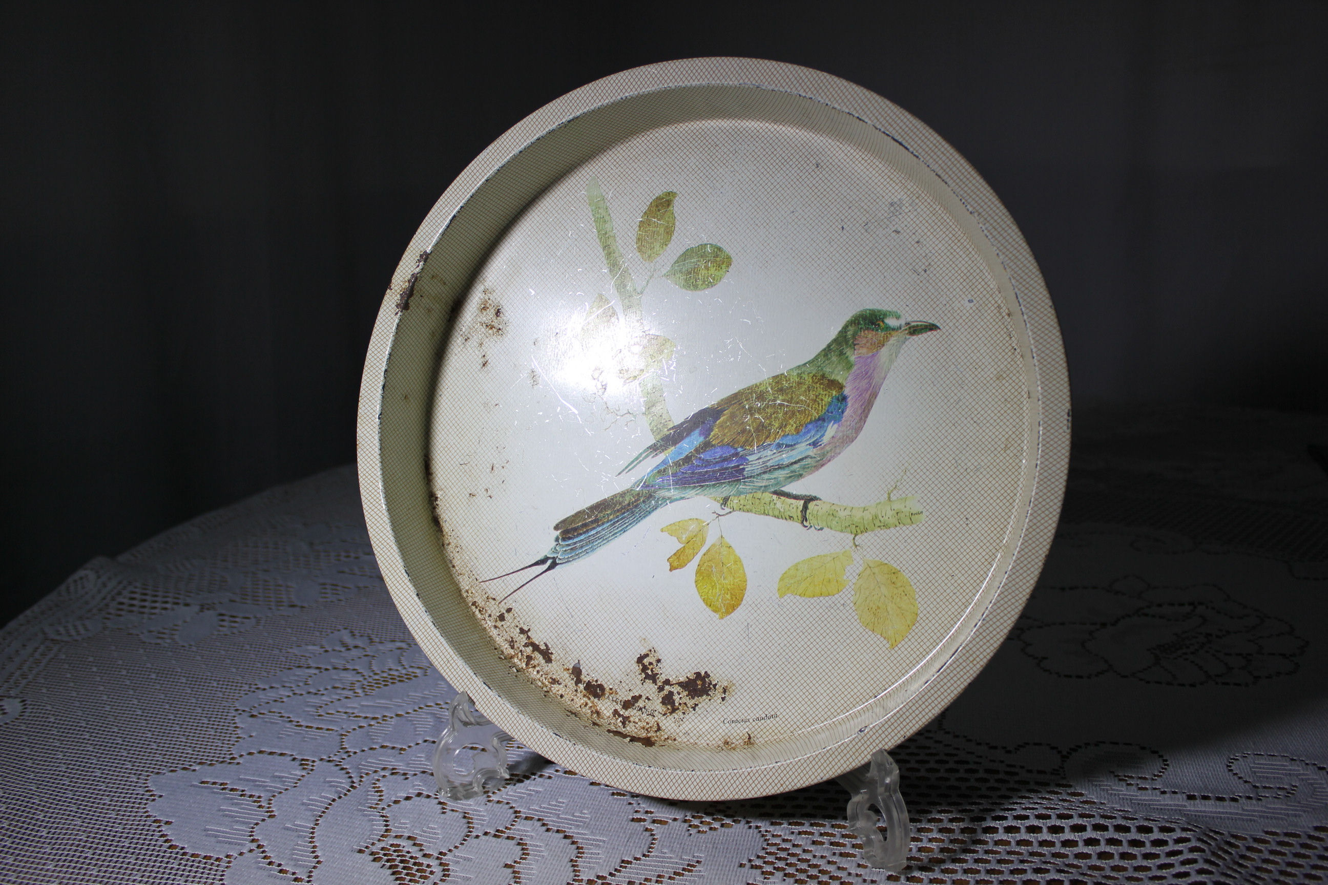 Steel Tray Bird Picture