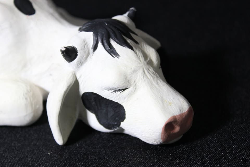 Thumbnail: BLACK AND WHITE SLEEPING COW CALF
