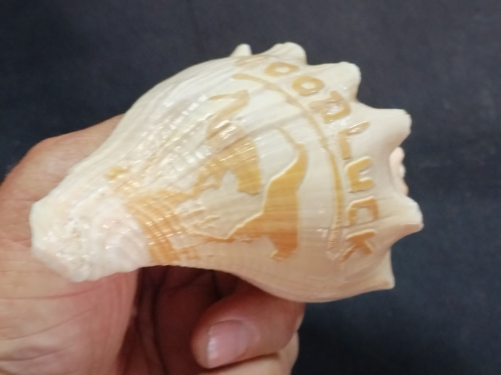 Table decor - Goodluck shell