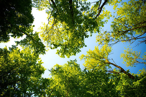 daylight-forest-nature-589802.jpg
